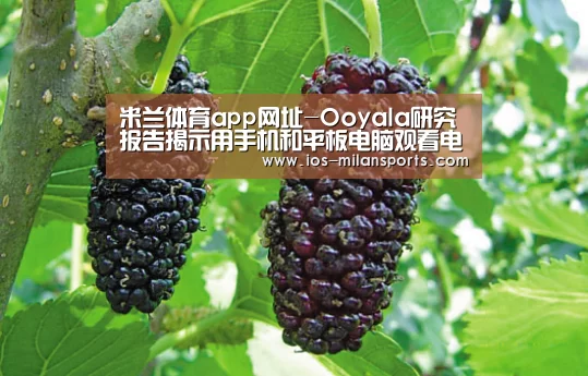 米兰体育app下载